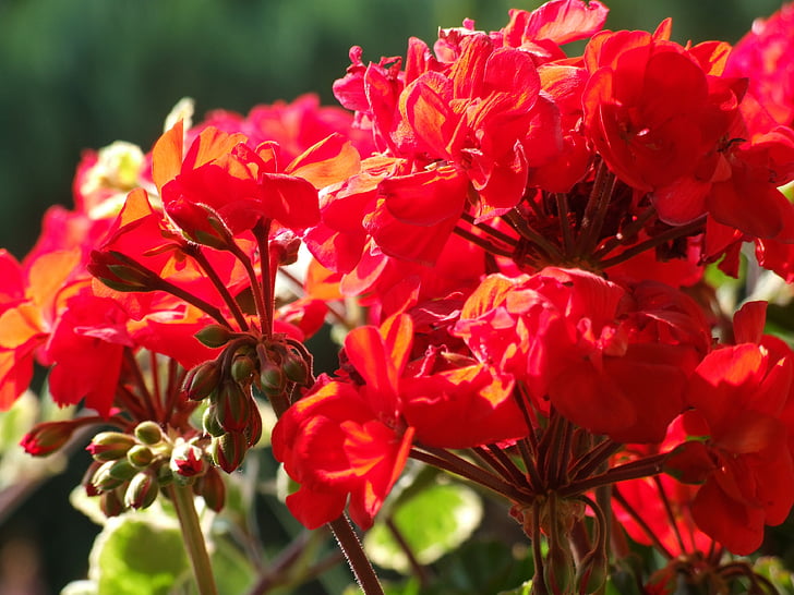 lilled, punane, Sulgege, lill, Geranium, punane lill, punane geraaniumi
