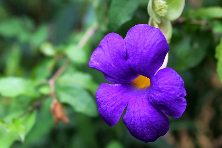fotografie, violet, floare, Flora, frumos, violet, floare sălbatică