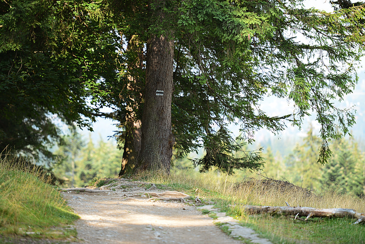 Route, Baum, Berge, Tatry