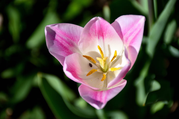 Tulip, închide, floare, natura, alb roz, schnittblume, flori