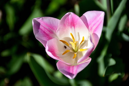 tulip, close, flower, nature, white pink, schnittblume, flowers