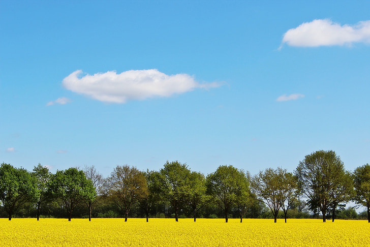 oilseed rape, field of rapeseeds, yellow, crops, plant, landscape, spring