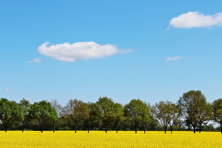 oilseed rape, field of rapeseeds, yellow, crops, plant, landscape, spring
