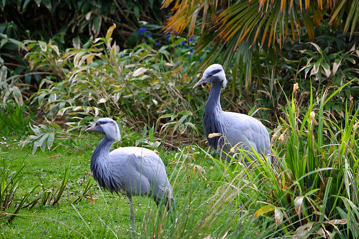 daru, daruk, Blue crane, madár, állat, természet, vadon élő állatok
