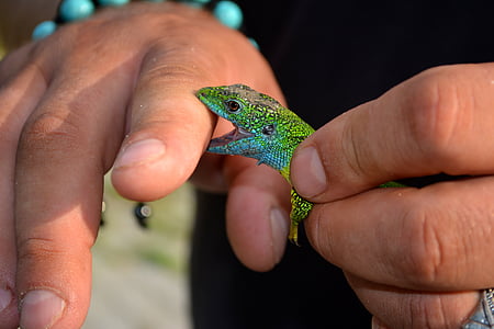 the lizard, reptile, green, mușcatura, pet, hands