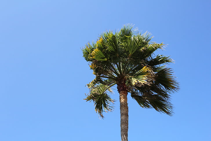 palm, tree, sky, blue, wind, palm tree, tropical