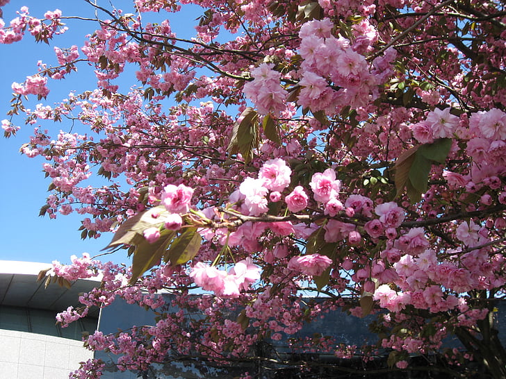 Цветы, дерево, Весна