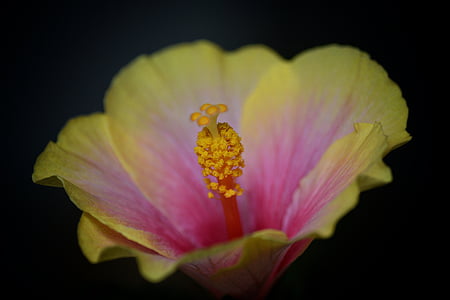 Hibiscus, puķe, zieds, Bloom, makro, daba