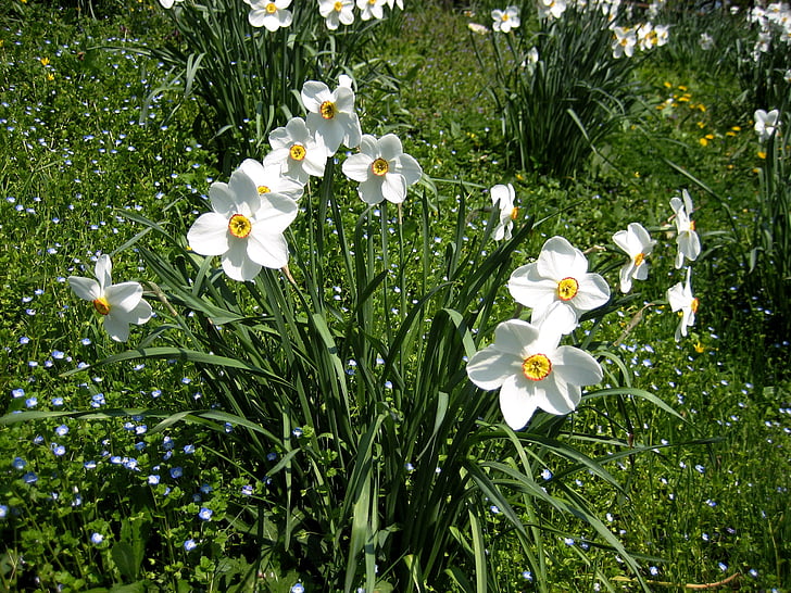 narsisseja, kevään, Harbinger kevään, kukka, valkoinen väri, kasvu, Luonto