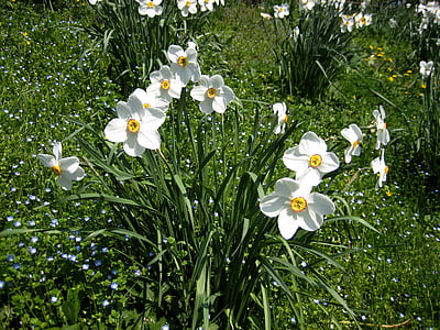 Daffodils, musim semi, pertanda musim semi, bunga, warna putih, pertumbuhan, alam