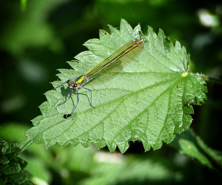 Dragonfly, zelená, hmyz