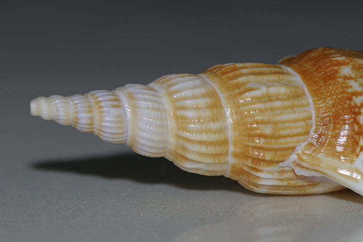 Seashell, Shell, spiral, kammusling, makro, sneglen, skarpe