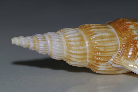 Seashell, Shell, spiral, pilgrimsmussla, makro, snigel, Sharp