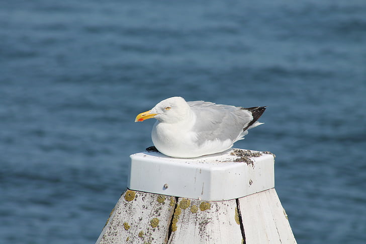 gull, sea, bird, rest, sit