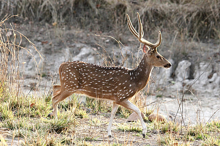 deer, spotted, stag, india, cheetal, chital, bandhavgarh