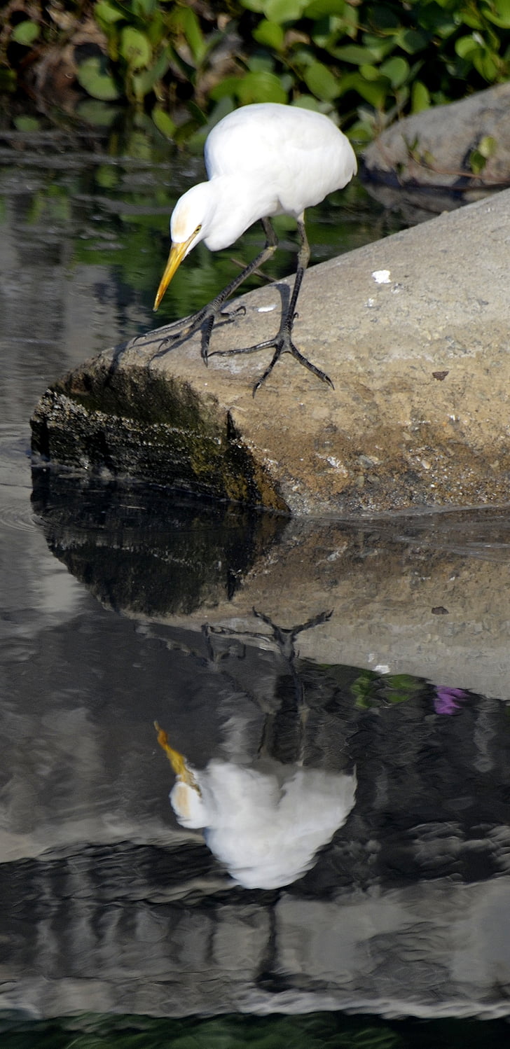 bird, reflection, lake, calicut, india, wildlife