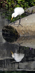 птица, отражение, езеро, Каликут, Индия, дива природа