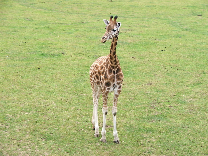 jirafa, animales, naturaleza, flora y fauna, Parque zoológico