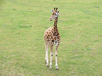 girafa, animals, natura, vida silvestre, zoològic