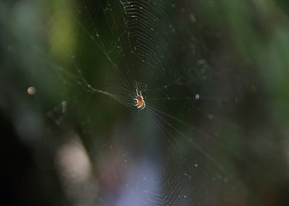 loodus, Spider, spider web, putukad