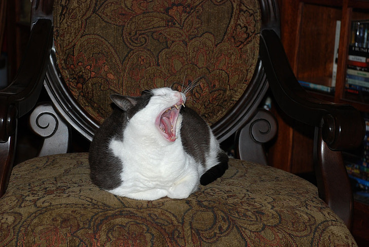 gat, badall, animal, badall, repòs, cadira, tabby