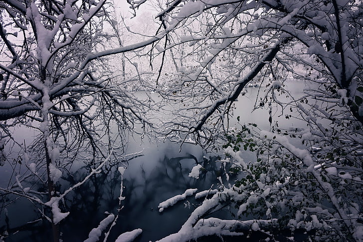 Zima, ljepota, snijeg, godišnja doba, stabla, lijepa, Božić