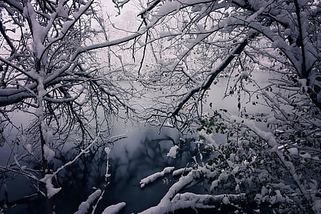 l'hivern, bellesa, neu, temporades, arbres, bonica, Nadal