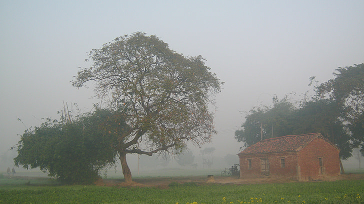 tree, fog, mist, village, farmhouse, nature, morning