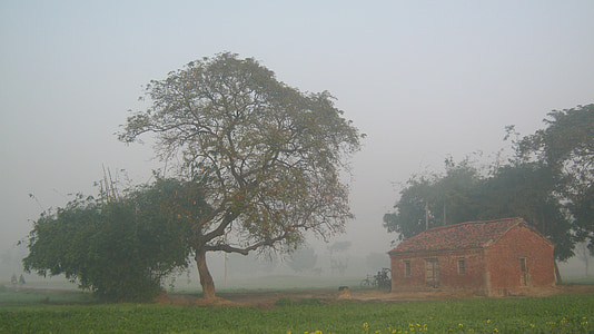 树, 雾, 雾, 村庄, 农舍, 自然, 早上
