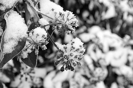 arbust, neu, fons, negre, blanc, l'hivern, gelades