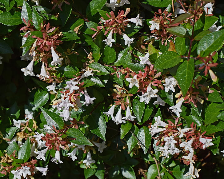 Abelia grandiflora, flor, flor, flor, planta, arbusto, perfumado