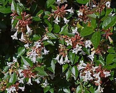 abelia grandiflora, flower, blossom, bloom, plant, shrub, fragrant