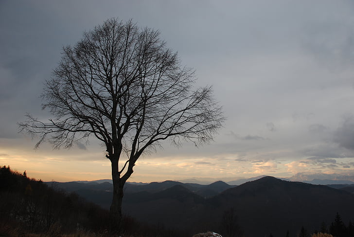 arbre, arbre solitari, tardor, l'hivern, ennuvolat, cel, paisatge