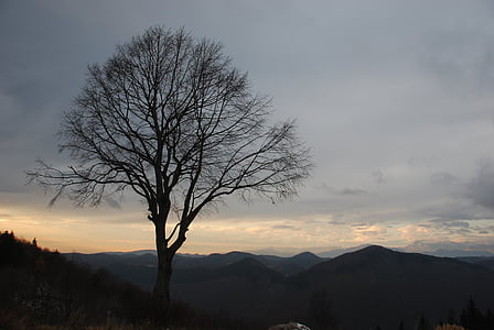 ツリー, 孤独な木, 秋, 冬, 曇り, 空, 風景