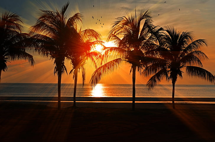 sunset, beach, palm, beach sunset, ocean, sea, sky