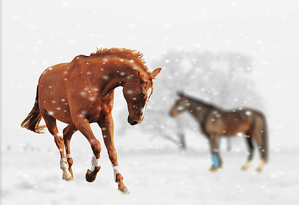 inverno, cavalli, Gioca, neve, animale, natura, paesaggio della neve