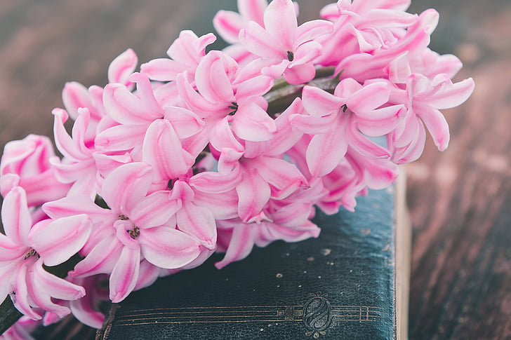 hyacinth, flower, flowers, pink, fragrant, fragrance, fragrant flower