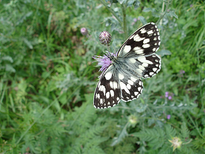 나비, 곤충, 꽃, 앉아, nymphalid, 날개, 블랙