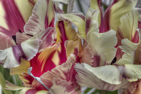 Tulipano Pappagallo, Tulipani, fiore, pianta, pappagallo, natura