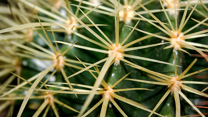 cactus, estímulo de la, planta, Espinosa, naturaleza, invernadero de cactus, flora