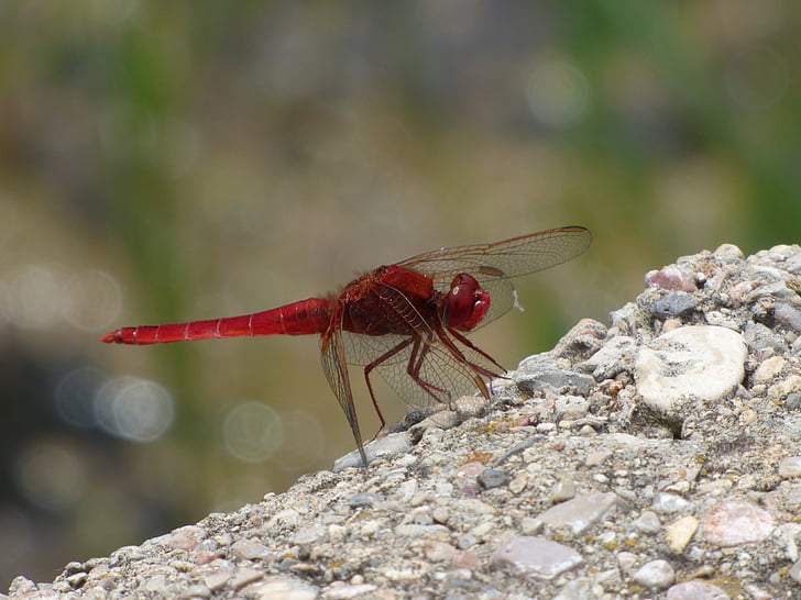 빨간 잠자리, 습지, 뗏목, 잠자리, 날개 달린된 곤충, erythraea crocothemis