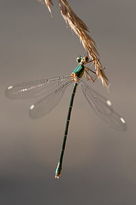 közeli kép:, egyenlő szárnyú szitakötők, rovar, makró