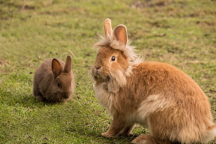 rabbit, cute, fur, bunny, dwarf rabbit, ears, nager