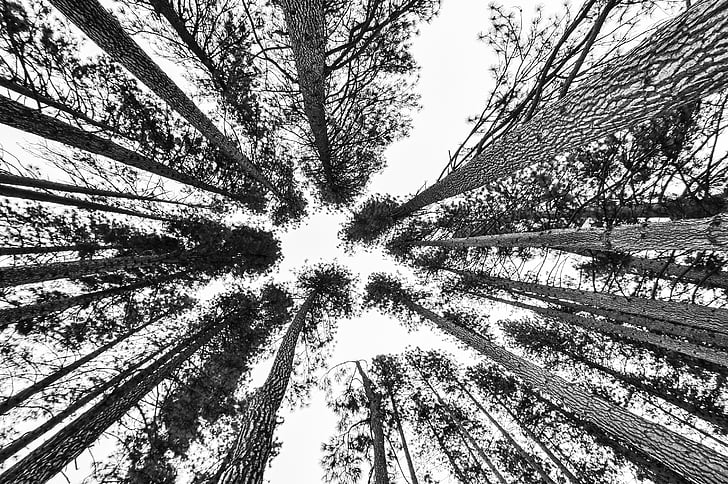 stupně šedi, Foto, stromy, obloha, korunky, strom, Příroda