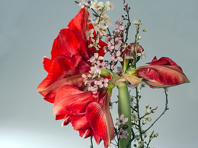 λουλούδια, άνθος, άνθιση, υποκατάστημα, κόκκινο, φυτό, φύση