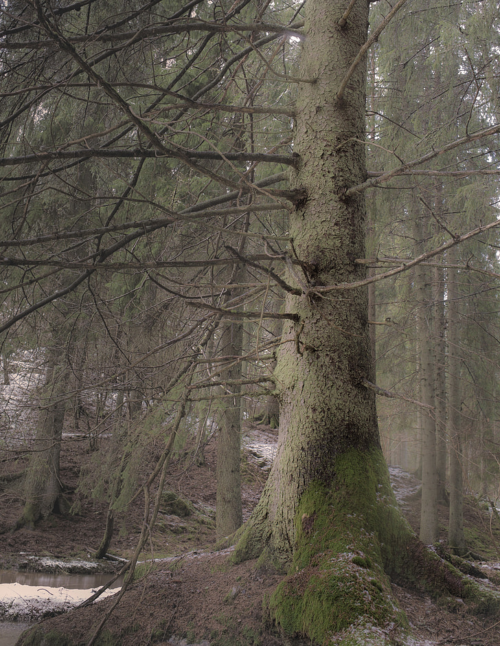 Orman, atmosfer, doğa, güzel, sis, İsveç, ağaç