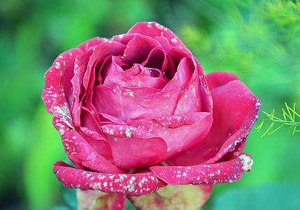 rosa, fiore, macro, colori, giardino, rozvitá, fiore di nocciola
