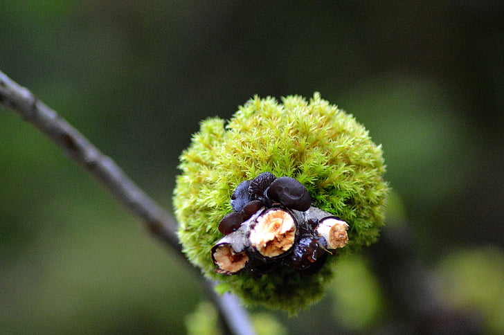 Moss, bos, herfst, Tirol, Oostenrijk, natuur, Close-up