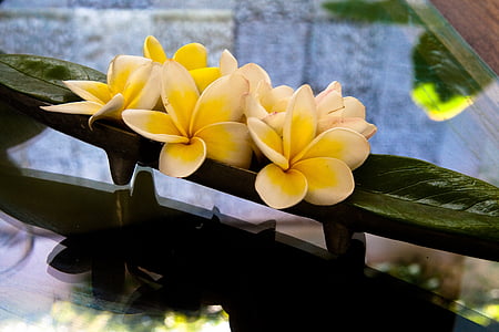 plumeria, flowers, frangipani, yellow, flower, exotic, five petals
