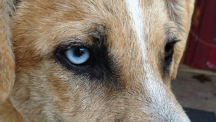 chien, œil, bleu, visage, animal, animal de compagnie, anomalie